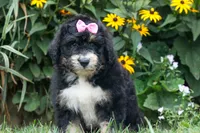 Daisy, a female Bernedoodle for sale in Fresno, OH – 5 of 10