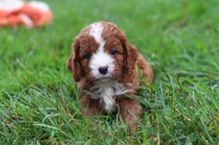 Wilma, a female Cavapoo for sale in Fresno, OH – 8 of 10
