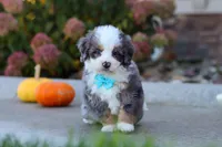 Coven, a male Miniature Bernedoodle for sale in Fresno, OH – 6 of 8