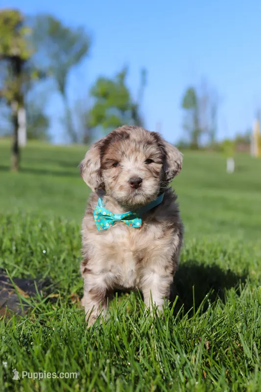 Cliff – Newfypoo puppy for sale in Fresno, OH