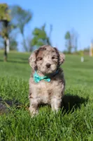 Cliff, a male Newfypoo for sale in Fresno, OH – 1 of 8