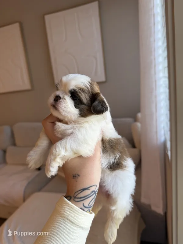 Lei – Shih Tzu puppy for sale in Gilbert, AZ