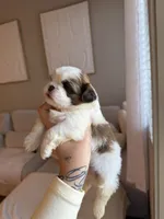 Lei, a male Shih Tzu for sale in Gilbert, AZ – 2 of 3