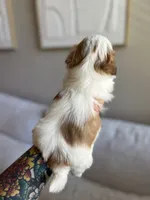Mao, a male Shih Tzu for sale in Gilbert, AZ – 2 of 3