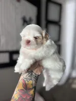 Sadie, a female Shih Tzu for sale in Gilbert, AZ – Photo 3 of 9