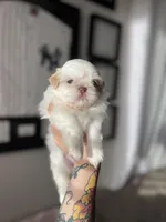 Sadie, a female Shih Tzu for sale in Gilbert, AZ – Photo 2 of 9