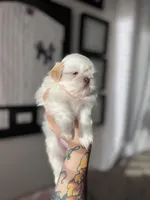 Sadie, a female Shih Tzu for sale in Gilbert, AZ – Photo 8 of 9