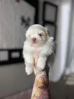 Sadie, a female Shih Tzu for sale in Gilbert, AZ – Photo 4 of 9