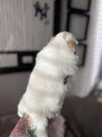 Sadie, a female Shih Tzu for sale in Gilbert, AZ – Photo 9 of 9