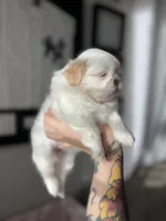 Sadie, a female Shih Tzu for sale in Gilbert, AZ – Photo 5 of 9