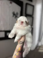 Sadie, a female Shih Tzu for sale in Gilbert, AZ – Photo 6 of 9