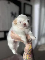 Sadie, a female Shih Tzu for sale in Gilbert, AZ – Photo 1 of 9