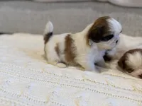 Mei, a female Shih Tzu for sale in Gilbert, AZ – 1 of 5