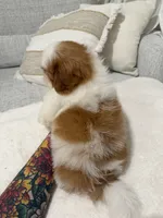 Zhi, a male Shih Tzu for sale in Gilbert, AZ – 2 of 3