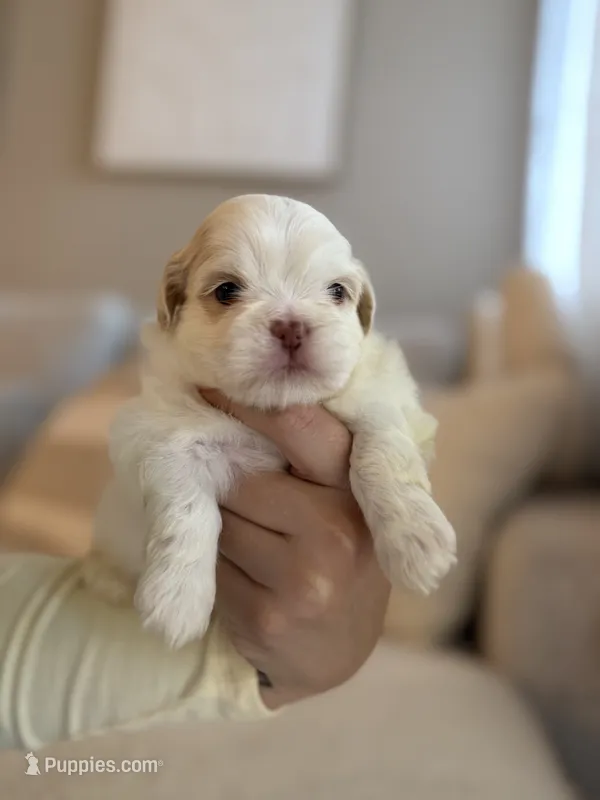 Zhen – Shih Tzu puppy for sale in Gilbert, AZ
