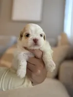 Zhen, a male Shih Tzu for sale in Gilbert, AZ – 1 of 3