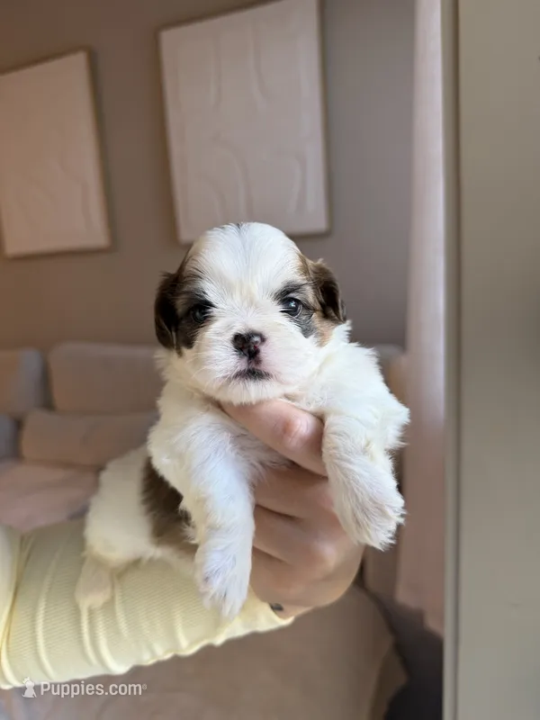 Lei – Shih Tzu puppy for sale in Gilbert, AZ