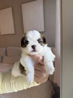 Lei, a male Shih Tzu for sale in Gilbert, AZ – 1 of 3