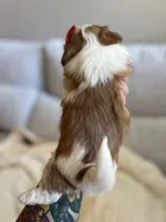 Lin, a female Shih Tzu for sale in Gilbert, AZ – 3 of 3