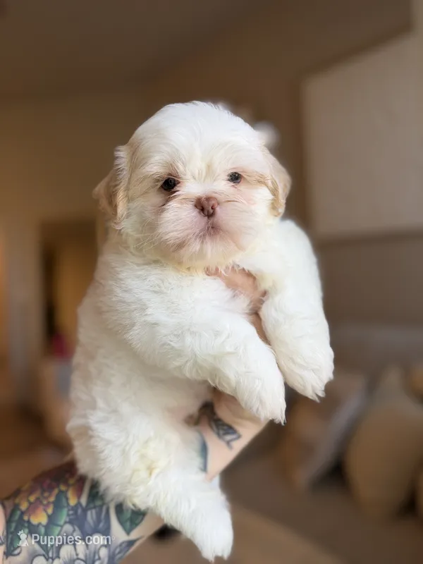 Zhen – Shih Tzu puppy for sale in Gilbert, AZ