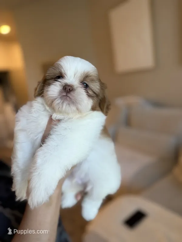 Zhi – Shih Tzu puppy for sale in Gilbert, AZ