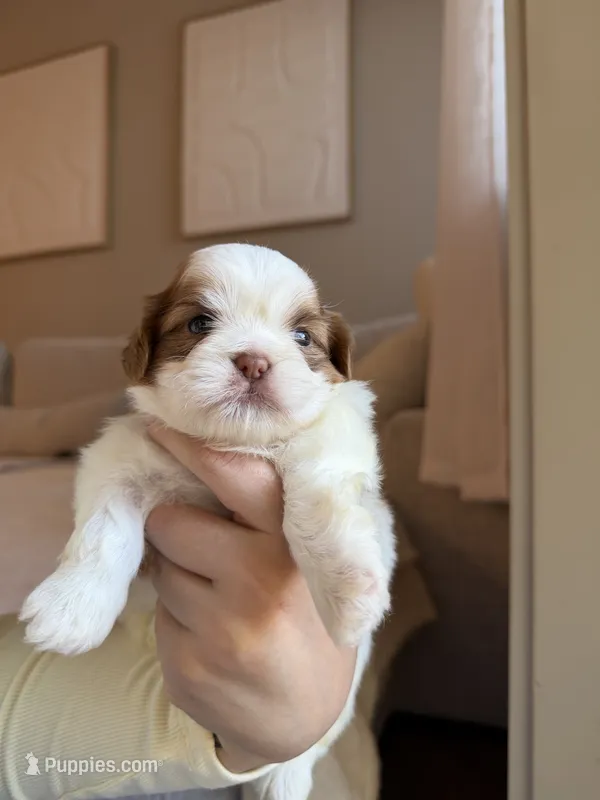 Zhi – Shih Tzu puppy for sale in Gilbert, AZ