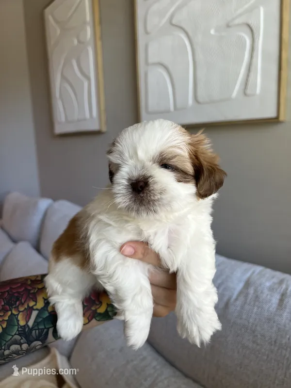 Mao – Shih Tzu puppy for sale in Gilbert, AZ