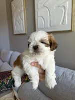 Mao, a male Shih Tzu for sale in Gilbert, AZ – 1 of 3