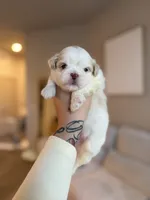 Zhen, a male Shih Tzu for sale in Gilbert, AZ – 3 of 3