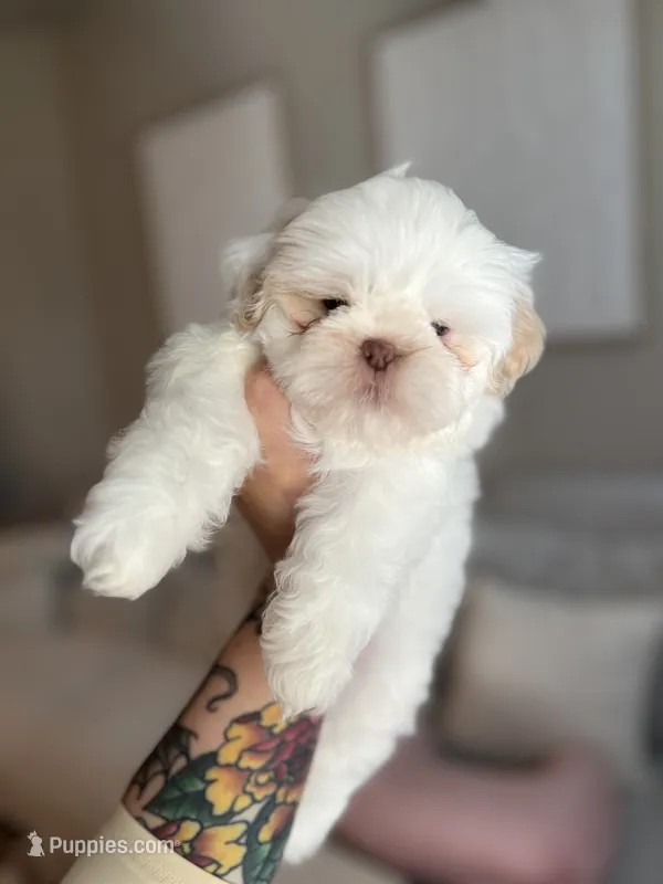 Jun – Shih Tzu puppy for sale in Gilbert, AZ