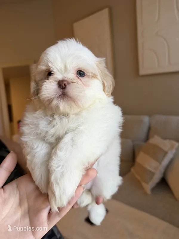 Zhen – Shih Tzu puppy for sale in Gilbert, AZ