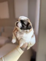 Mei, a female Shih Tzu for sale in Gilbert, AZ – 4 of 5