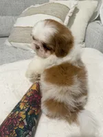 Zhi, a male Shih Tzu for sale in Gilbert, AZ – 3 of 3