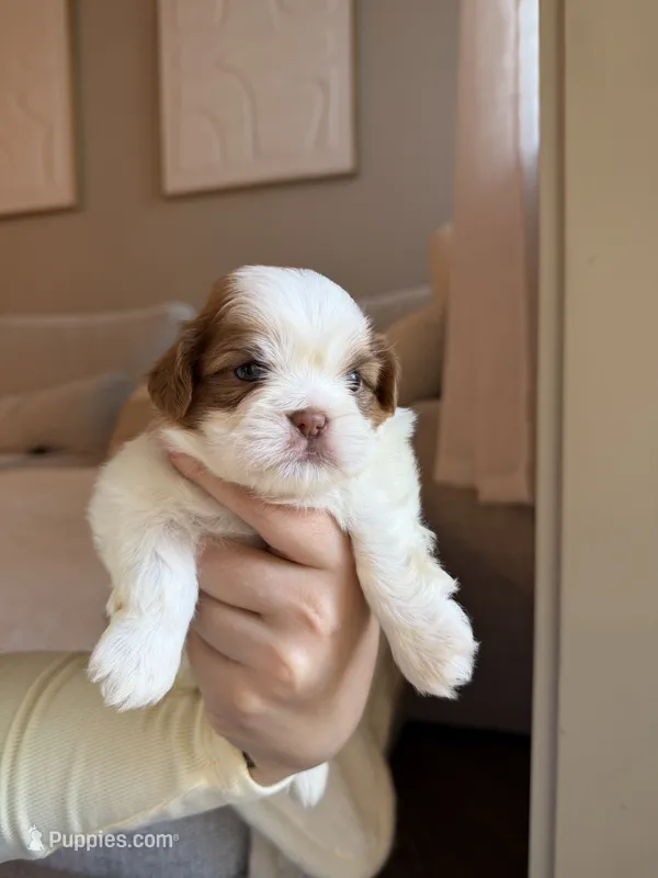 Zhi – Shih Tzu puppy for sale in Gilbert, AZ