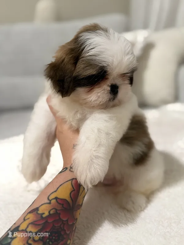 Lei – Shih Tzu puppy for sale in Gilbert, AZ