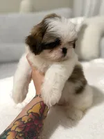 Lei, a male Shih Tzu for sale in Gilbert, AZ – 1 of 5