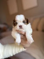 Zhi, a male Shih Tzu for sale in Gilbert, AZ – 2 of 4
