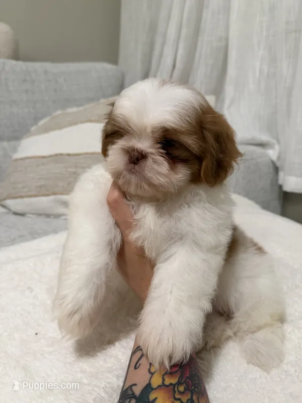 Zhi – Shih Tzu puppy for sale in Gilbert, AZ