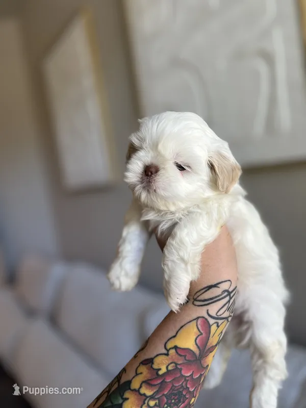 Jun – Shih Tzu puppy for sale in Gilbert, AZ