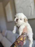 Jun, a male Shih Tzu for sale in Gilbert, AZ – 1 of 3
