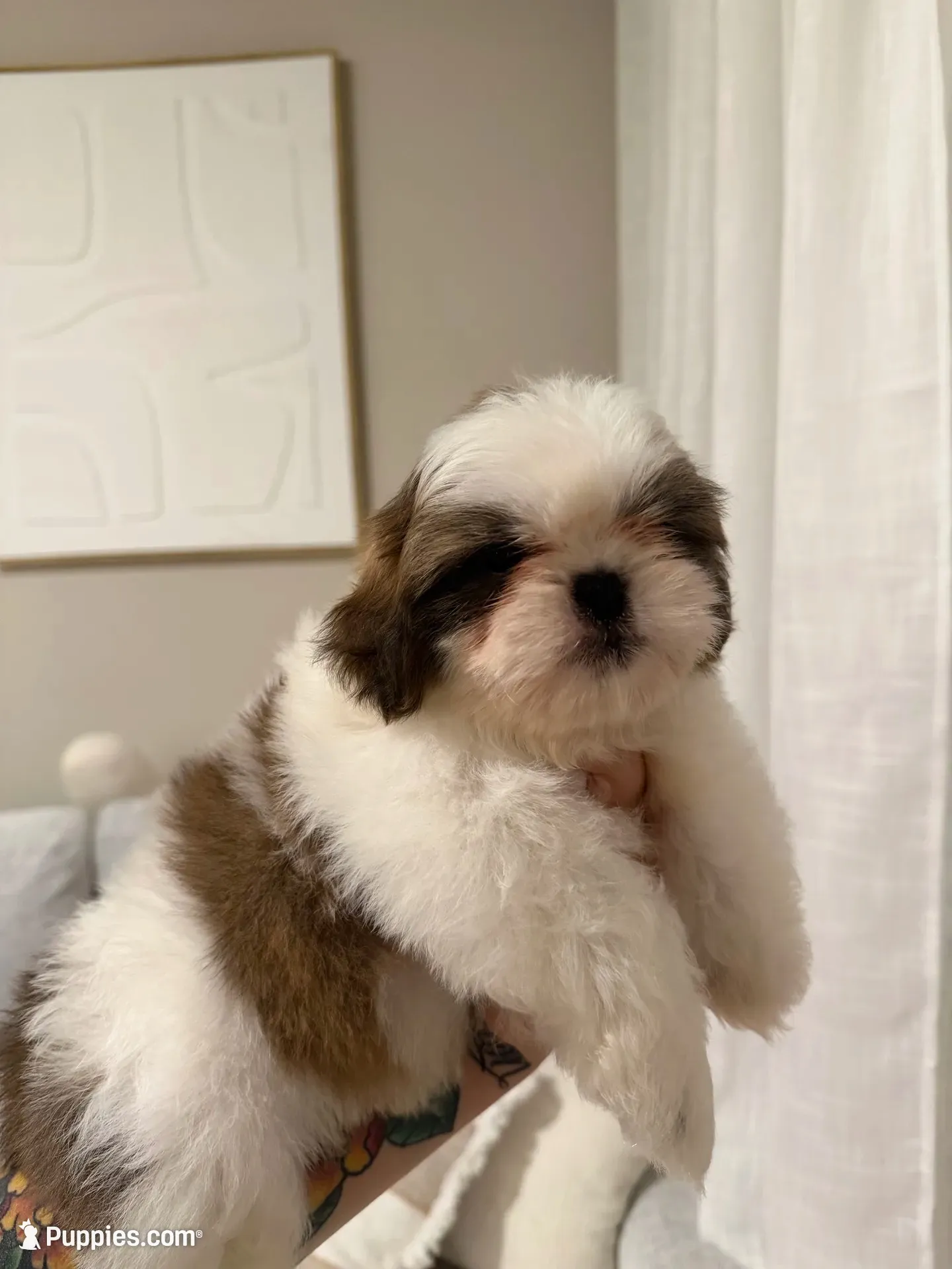 Lei, a male Shih Tzu for sale in Gilbert, AZ – 2 of 5