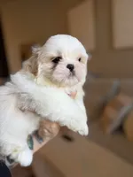 William, a male Shih Tzu for sale in Gilbert, AZ – 2 of 3