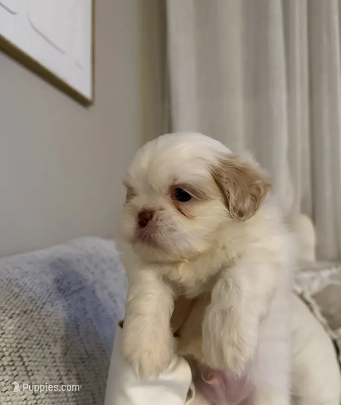 Zhen – Shih Tzu puppy for sale in Gilbert, AZ