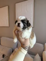 Mei, a female Shih Tzu for sale in Gilbert, AZ – 2 of 5