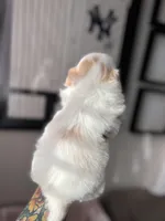 Coco, a female Shih Tzu for sale in Gilbert, AZ – Photo 3 of 3