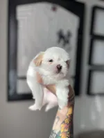 Coco, a female Shih Tzu for sale in Gilbert, AZ – Photo 2 of 3