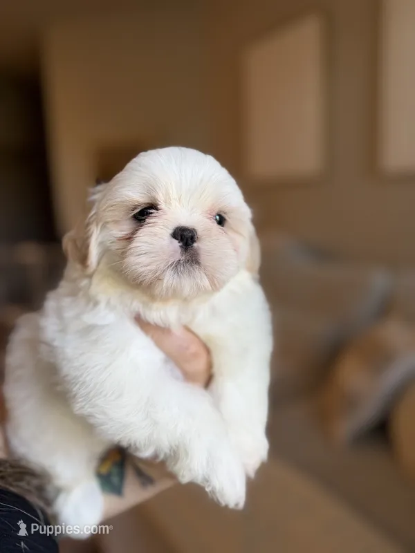 William, a male Shih Tzu for sale in Gilbert, AZ – 1 of 3