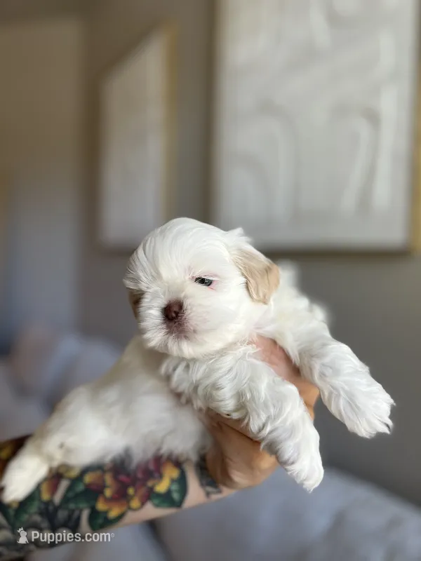 Jun – Shih Tzu puppy for sale in Gilbert, AZ