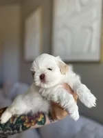 Jun, a male Shih Tzu for sale in Gilbert, AZ – 2 of 3