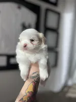 Stella, a female Shih Tzu for sale in Gilbert, AZ – Photo 2 of 7